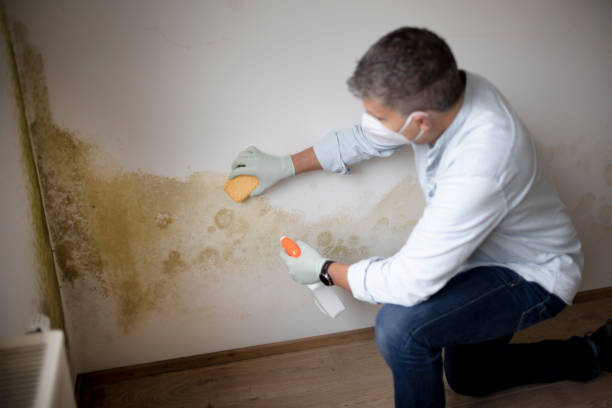 Mold Odor Removal Services in Crestview Hills, KY