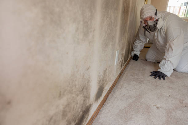 Trusted Crestview Hills, KY Mold Removal Experts